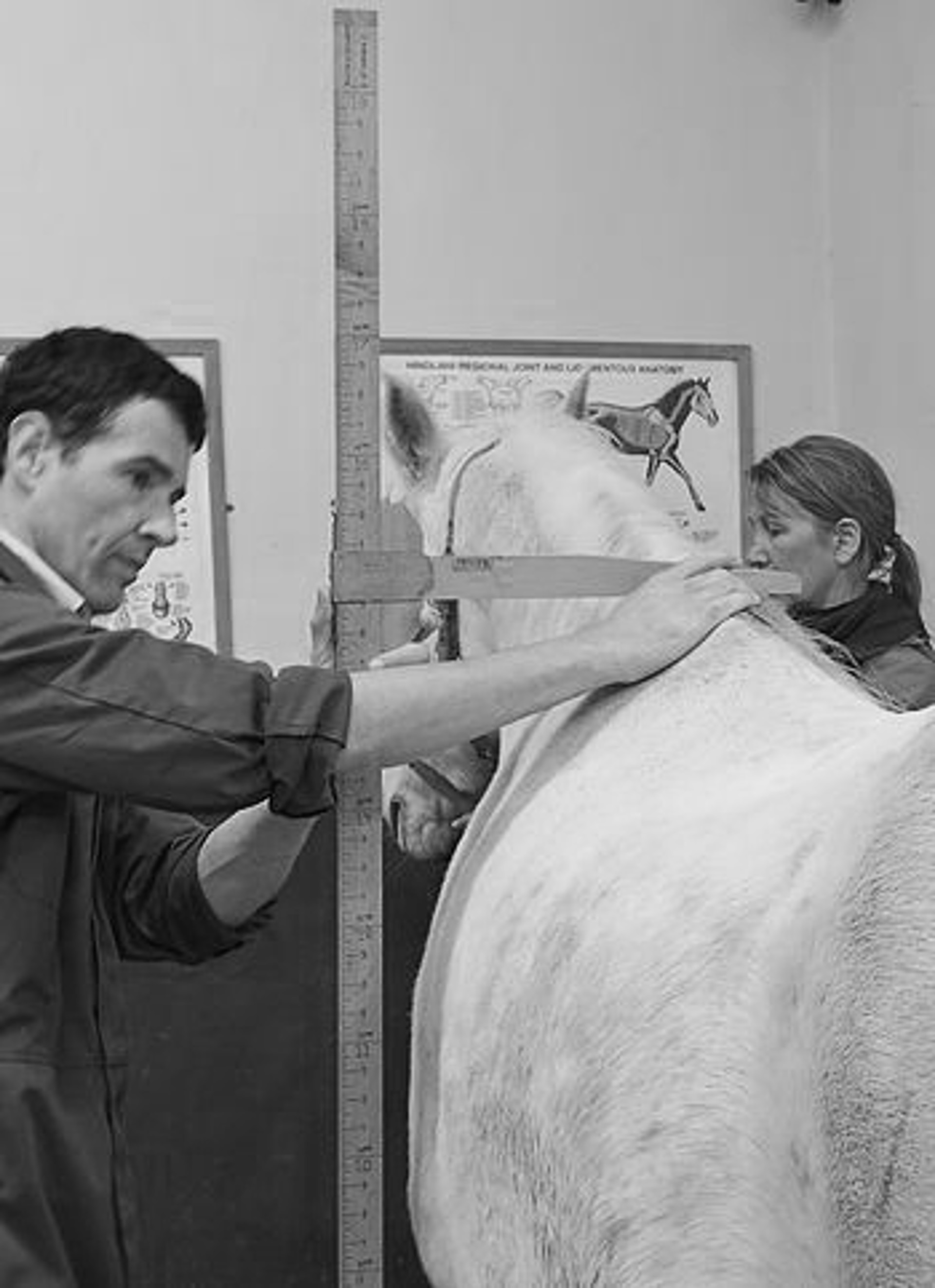 Background image - Height Measurement 2 B&W