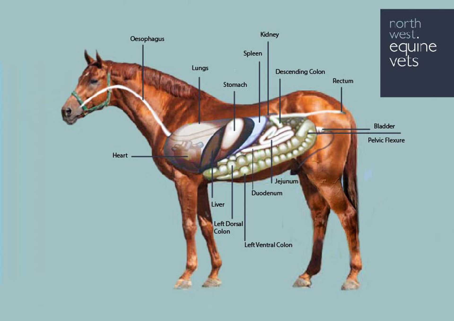 Background image - Internal Organs Copy