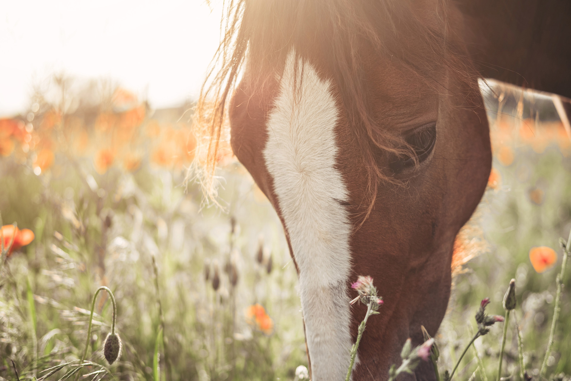 Background image - Shutterstock 1666889599 Copy