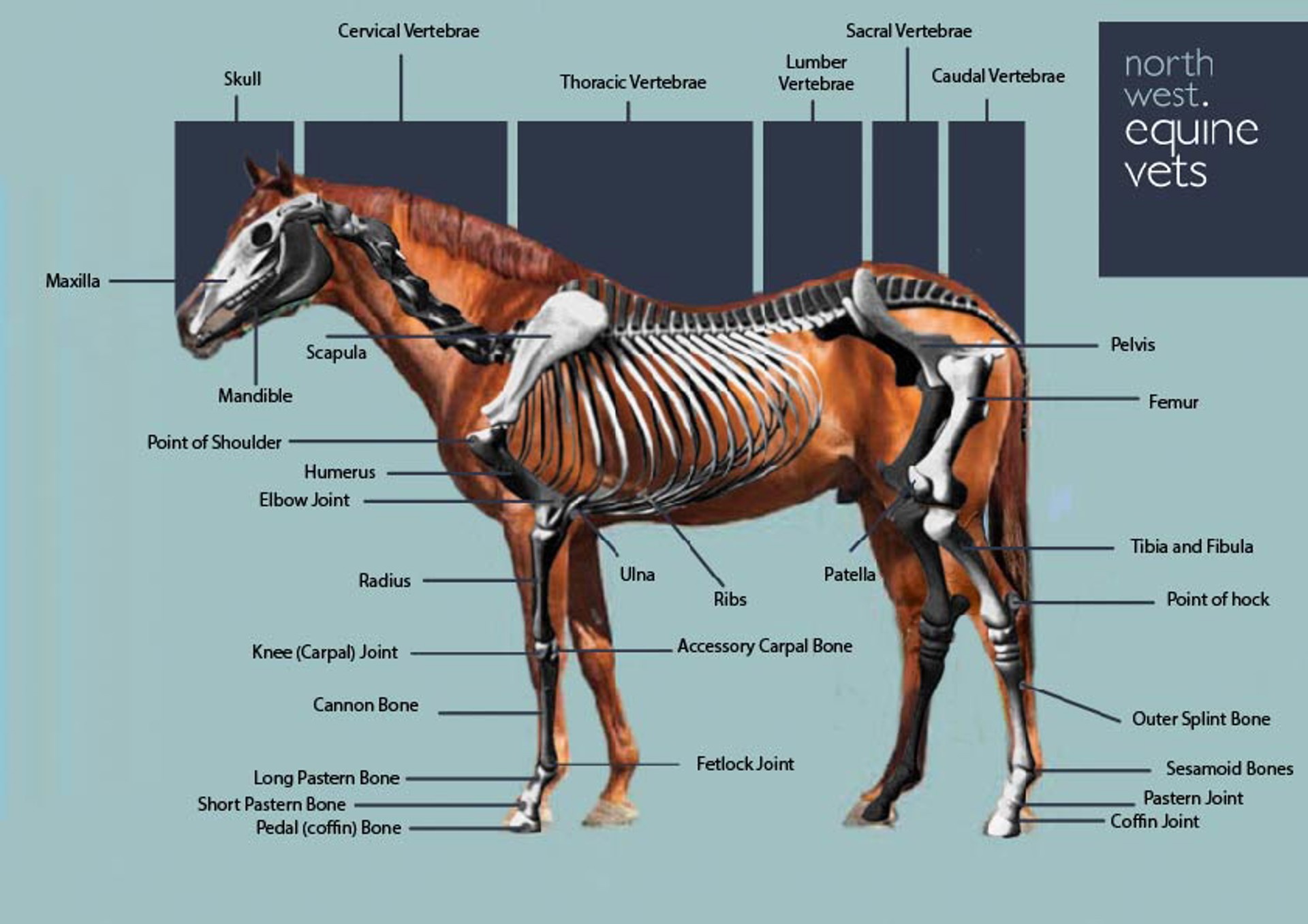 Background image - Skeleton Copy