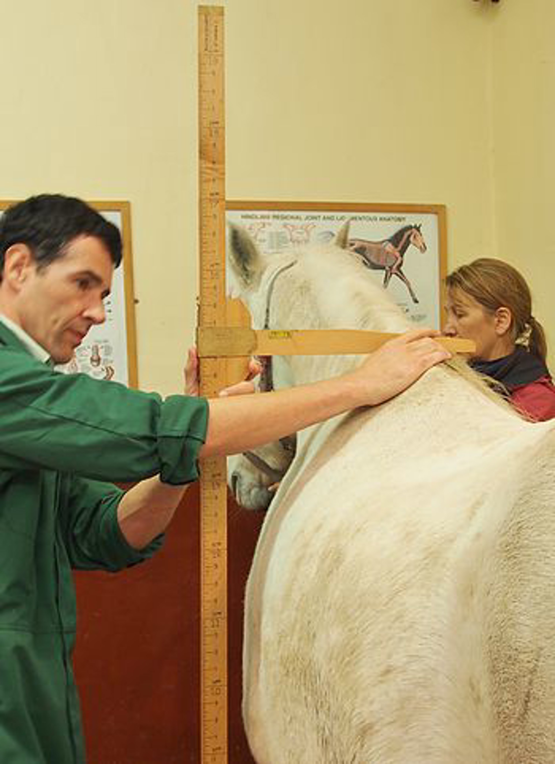 Background image - Height Measurement 2